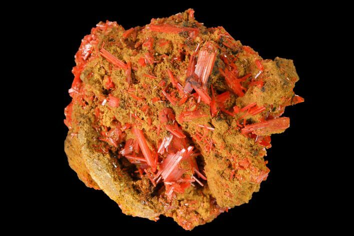 Bright Orange Crocoite Crystal Cluster - Tasmania #171726